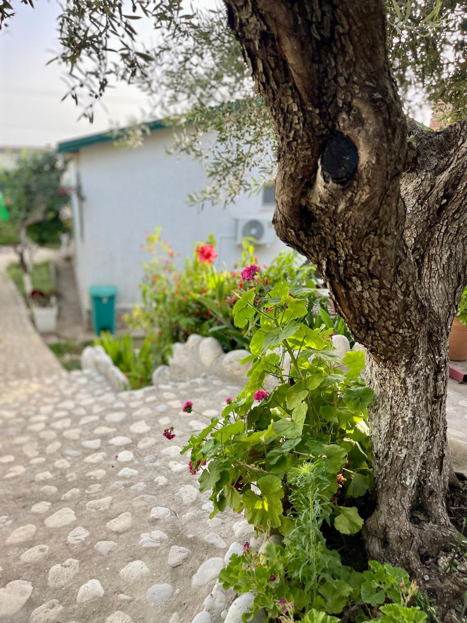Chalet Ambel Dhërmi Εξωτερικό φωτογραφία